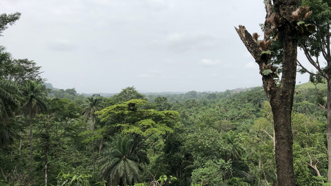 Wir fahren durch den Regenwald.