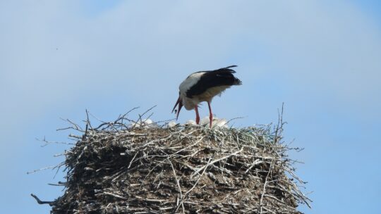 Baltikum im Schnelldurchgang!